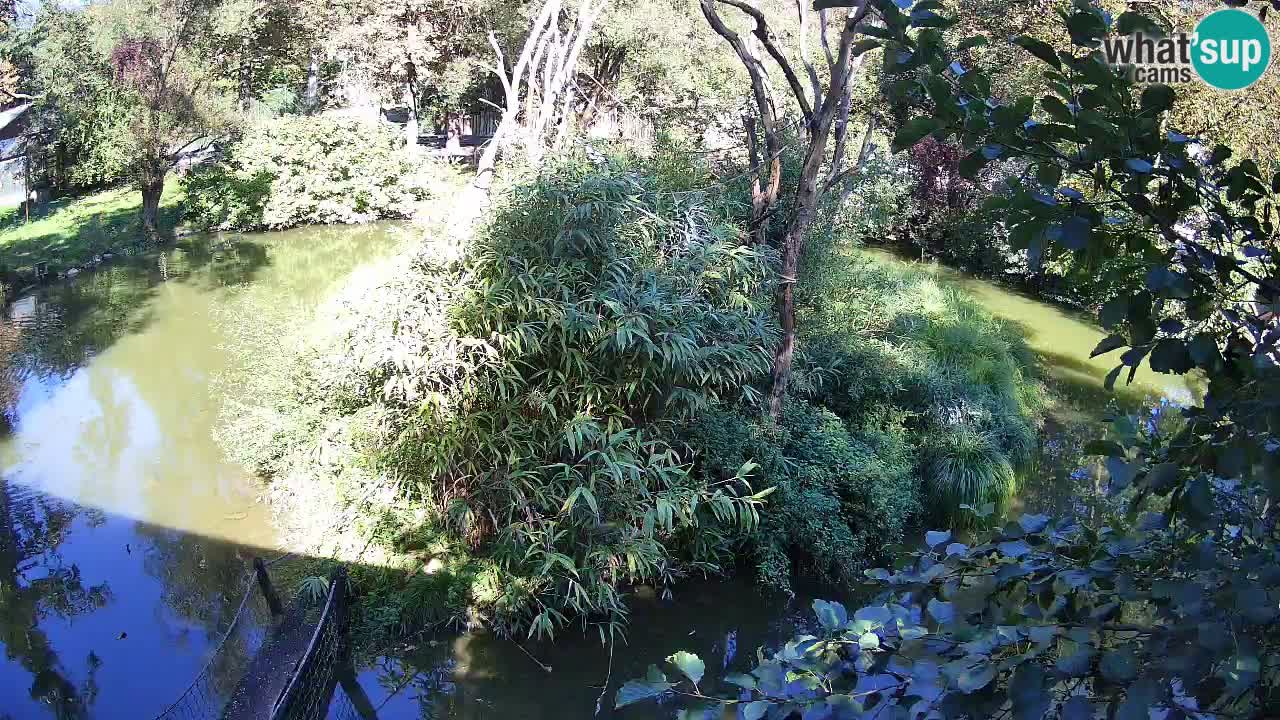 Yellow-cheeked gibbon Zoo Ljubljana livecam
