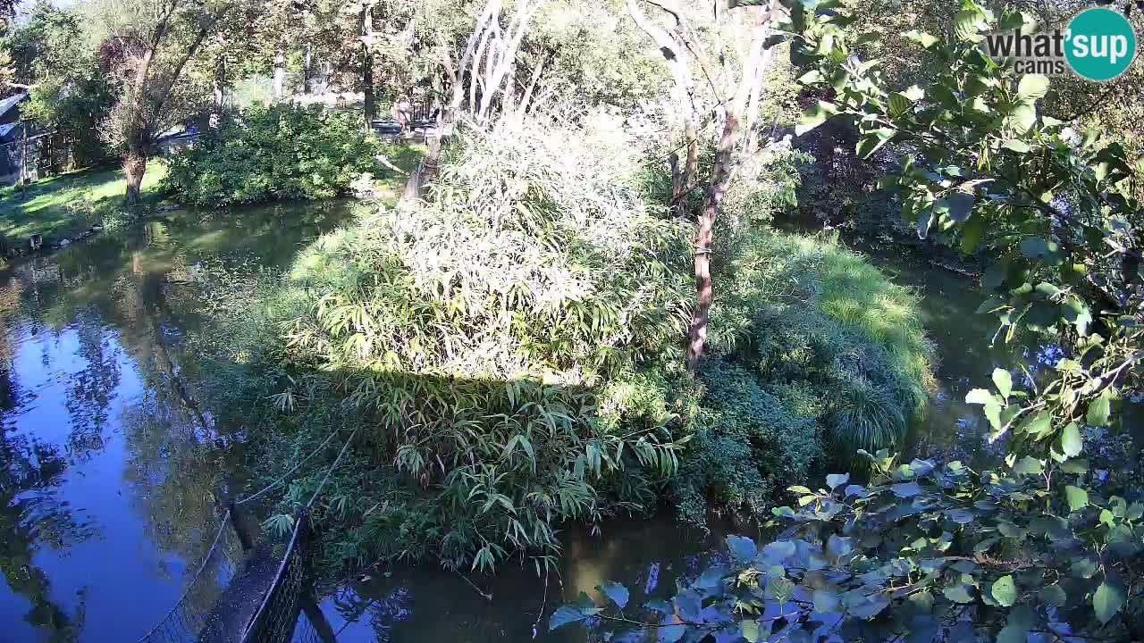 Gibon – Nomascus gabriellae – Zoo Ljubljana web kamera
