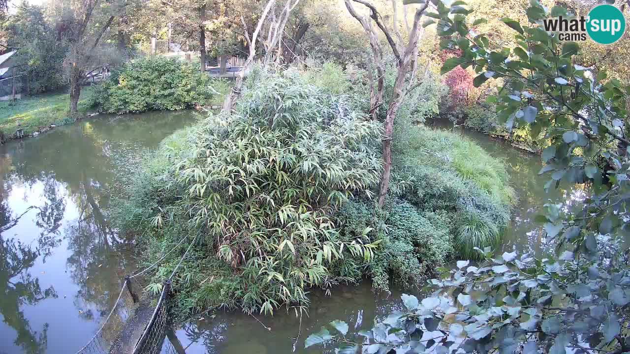 Südlicher Gelbwangen-Schopfgibbon Zoo Ljubljana webcam