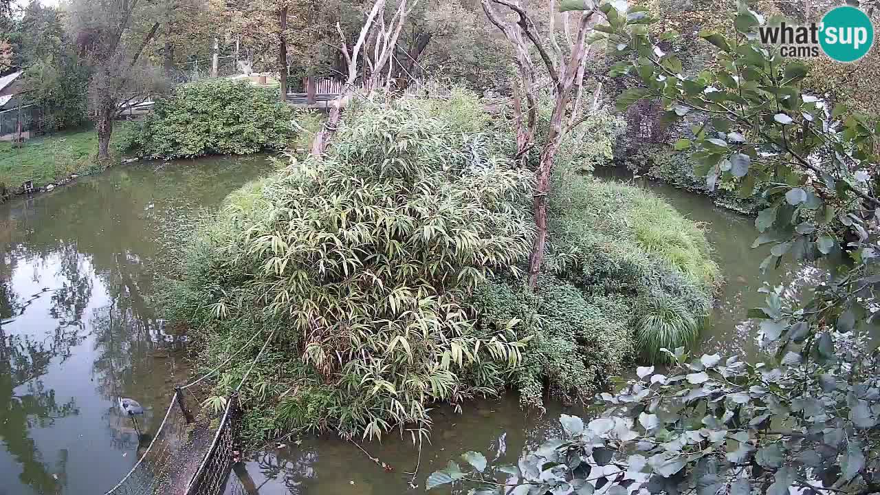 Südlicher Gelbwangen-Schopfgibbon Zoo Ljubljana webcam