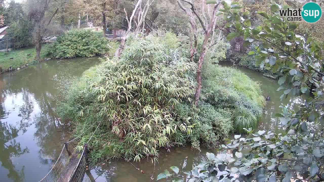 Südlicher Gelbwangen-Schopfgibbon Zoo Ljubljana webcam