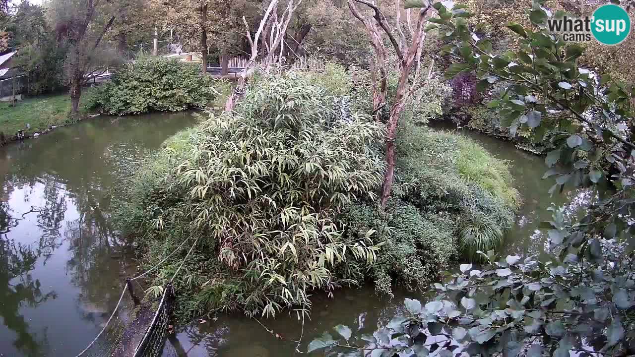 Südlicher Gelbwangen-Schopfgibbon Zoo Ljubljana webcam