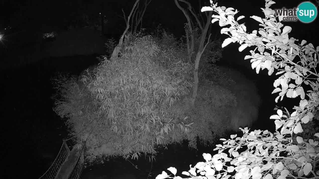 Südlicher Gelbwangen-Schopfgibbon Zoo Ljubljana webcam