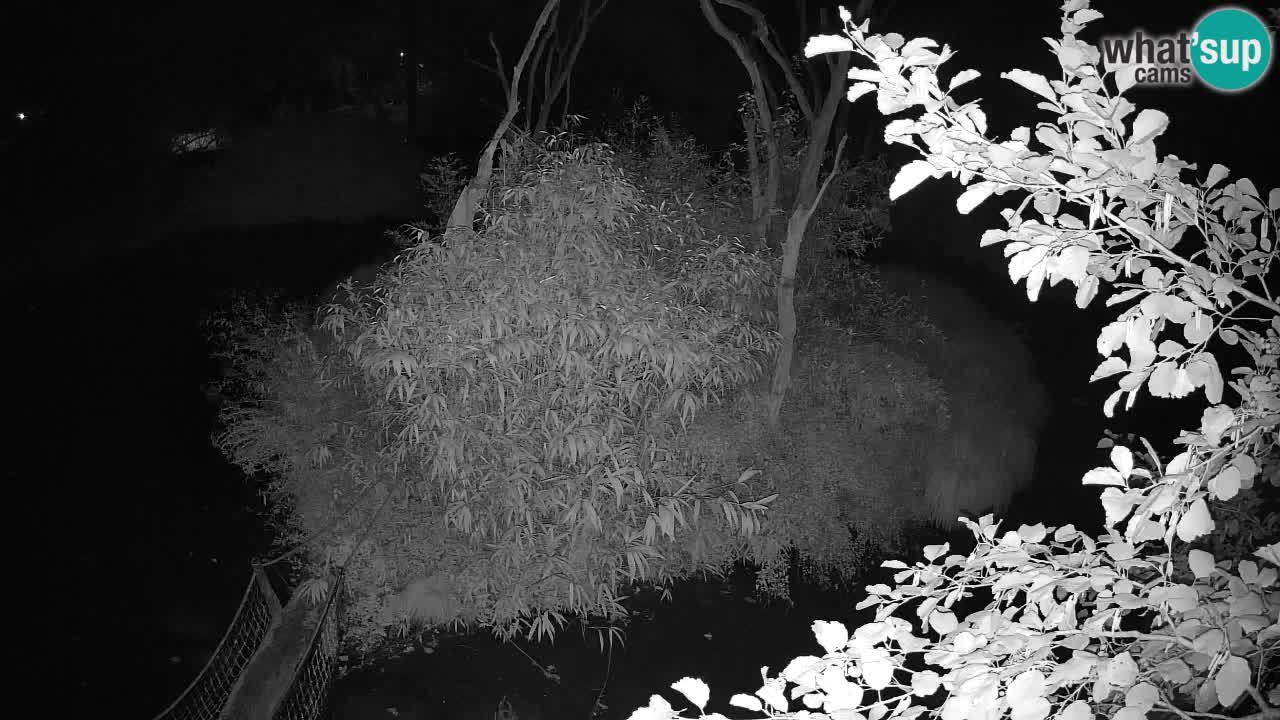 Yellow-cheeked gibbon Zoo Ljubljana livecam