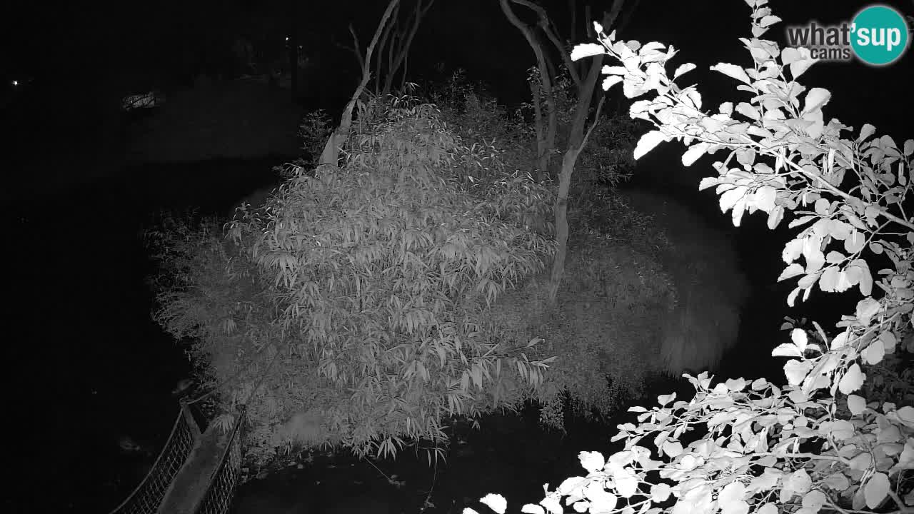 Südlicher Gelbwangen-Schopfgibbon Zoo Ljubljana webcam