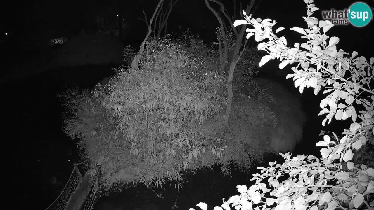 Gibbon à joues jaunes Zoo Ljubljana live cam