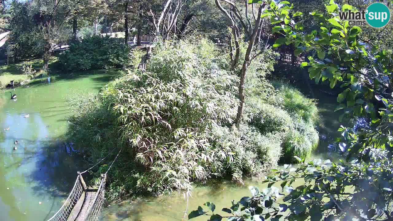 Yellow-cheeked gibbon Zoo Ljubljana livecam