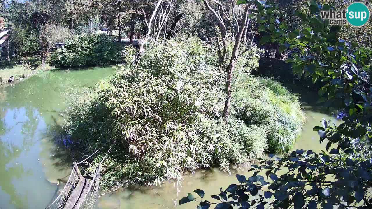 Südlicher Gelbwangen-Schopfgibbon Zoo Ljubljana webcam