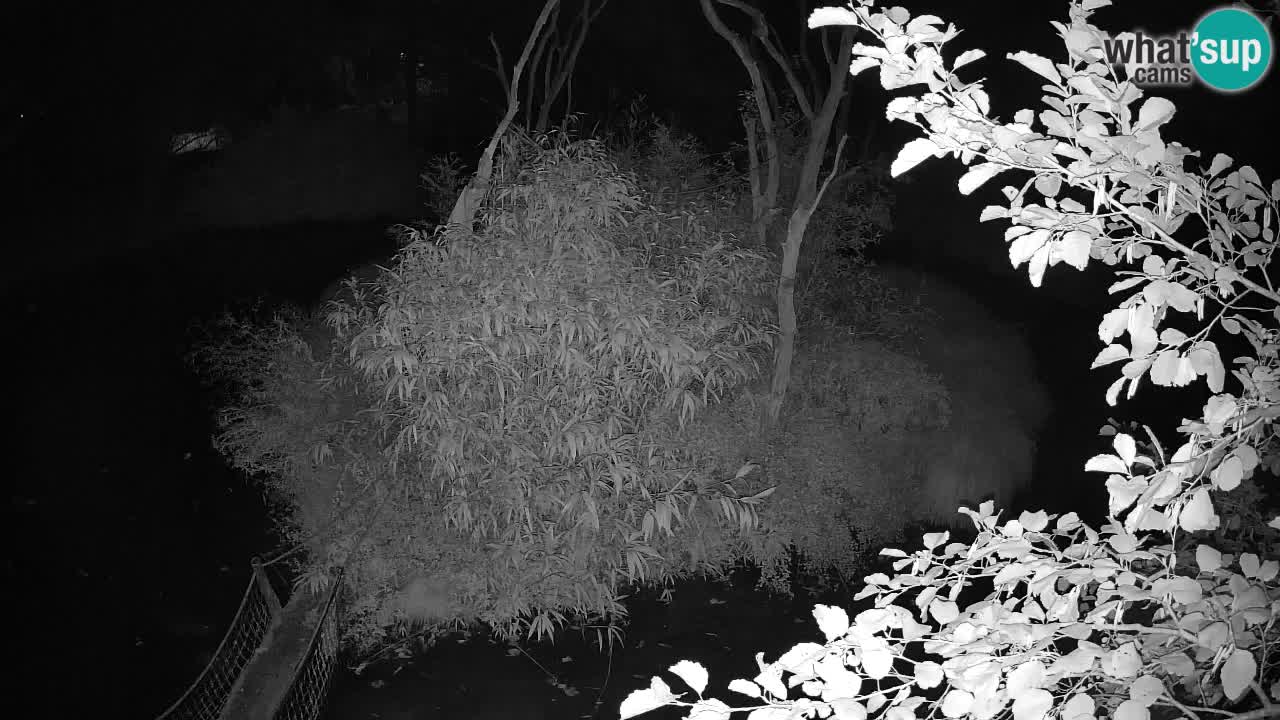 Gibbon à joues jaunes Zoo Ljubljana live cam