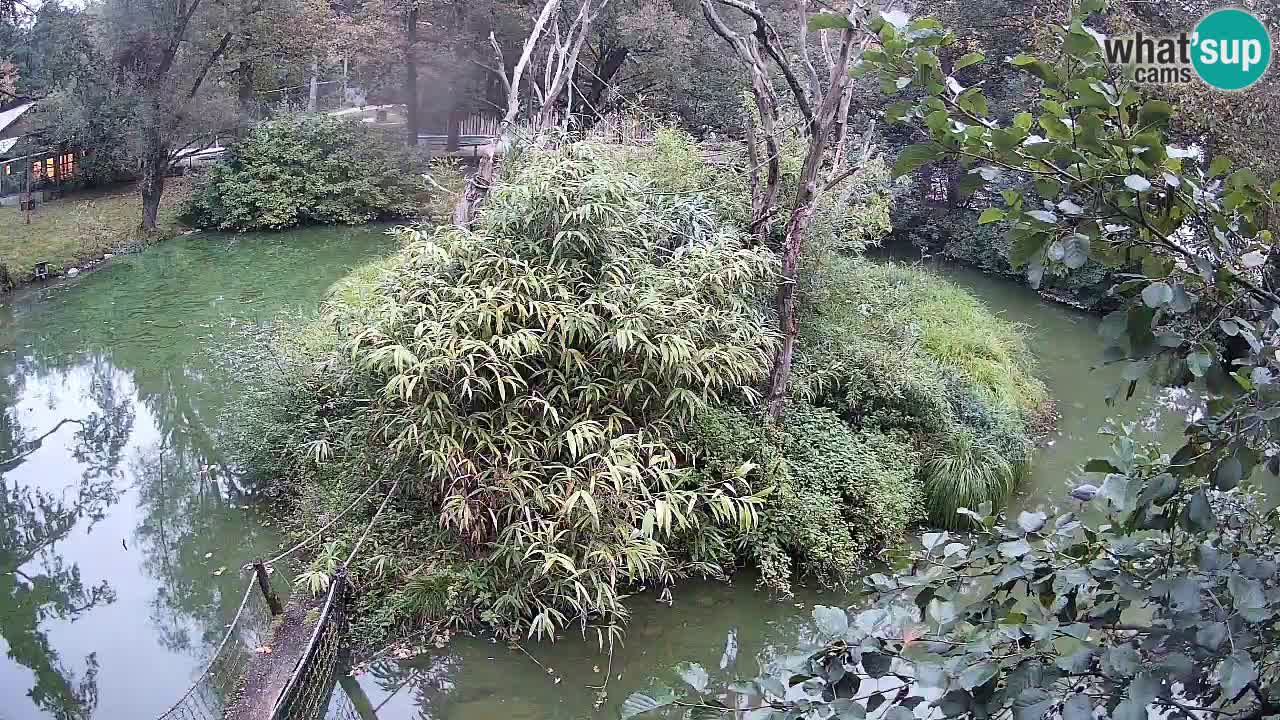 Südlicher Gelbwangen-Schopfgibbon Zoo Ljubljana webcam