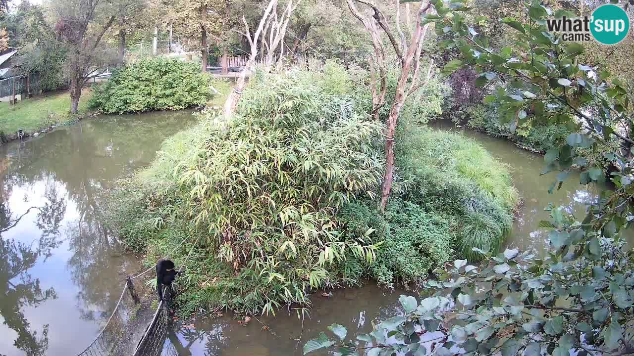 Yellow-cheeked gibbon Zoo Ljubljana livecam