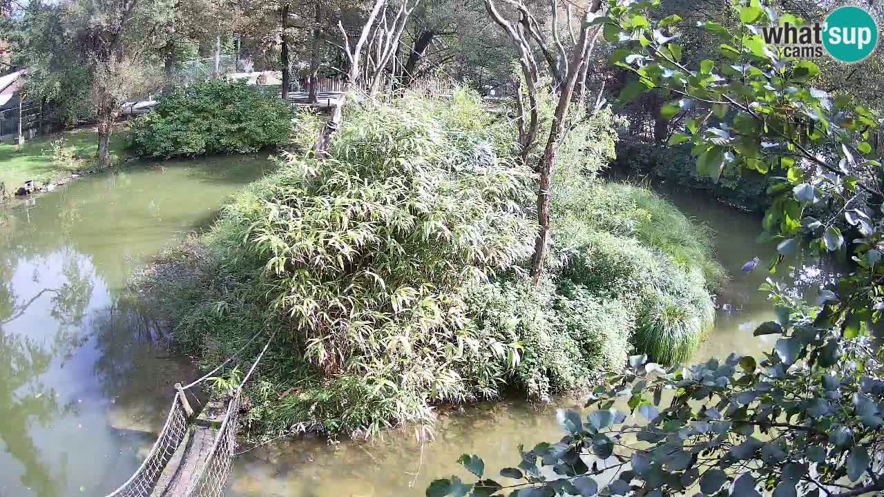 Gibbone dalle guance rosa nello ZOO di Ljubljana