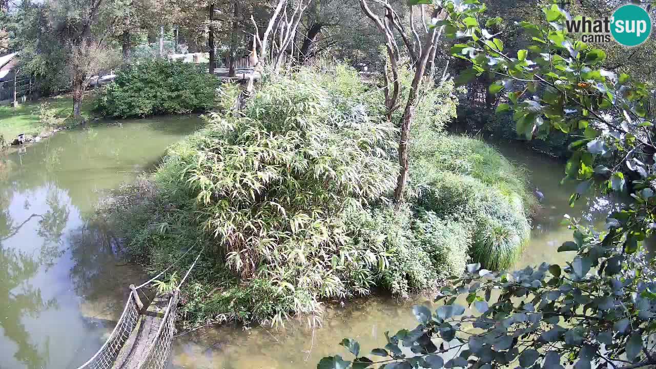 Zlatolični gibon živalski vrt Ljubljana