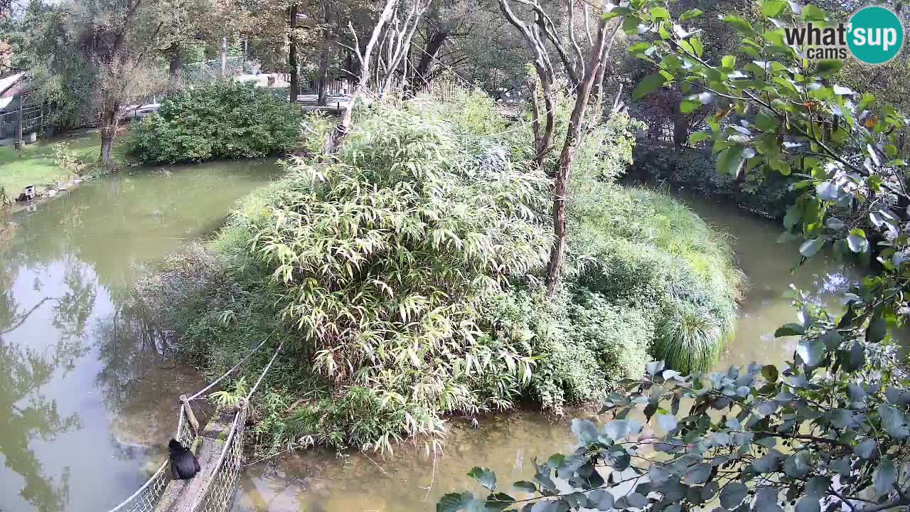 Gibbone dalle guance rosa nello ZOO di Ljubljana