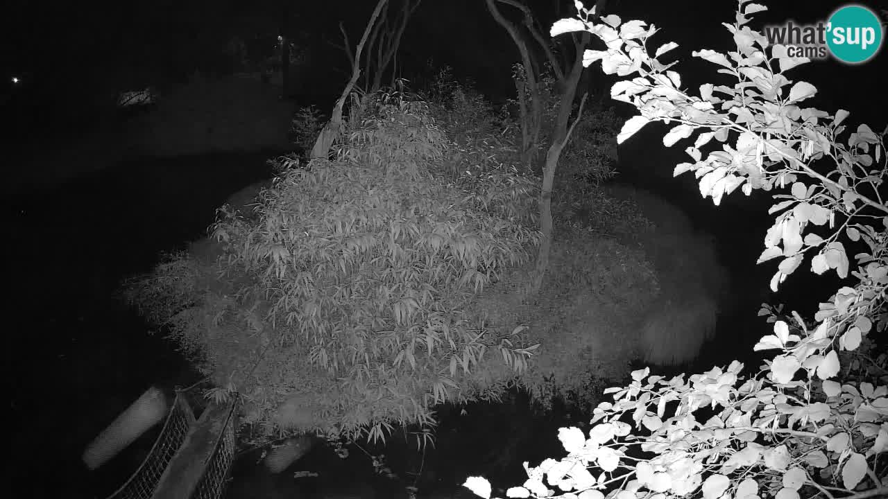 Gibon – Nomascus gabriellae – Zoo Ljubljana web kamera