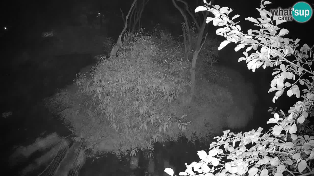 Gibbon à joues jaunes Zoo Ljubljana live cam