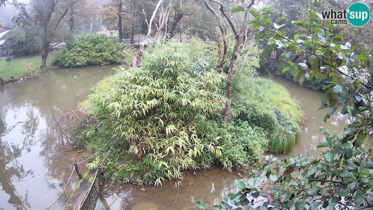 Gibbon à joues jaunes Zoo Ljubljana live cam