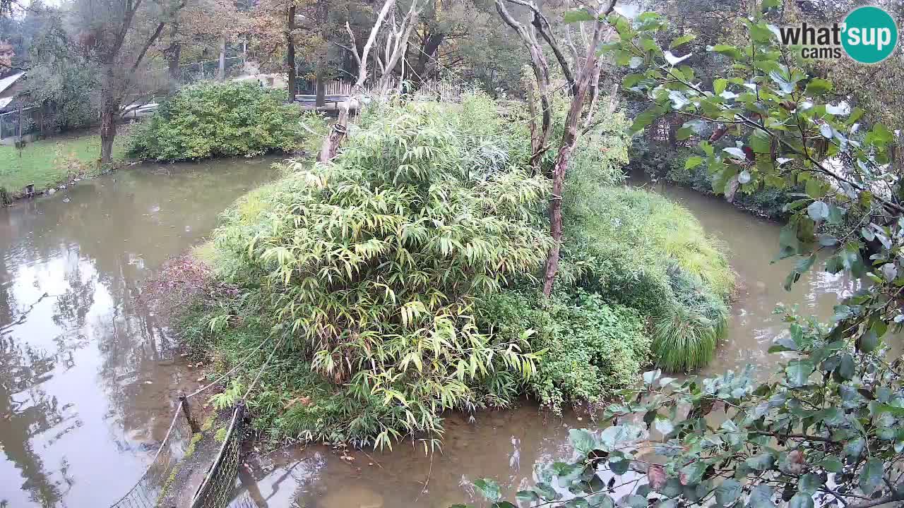 Gibón de mejillas beige Zoo Ljubljana