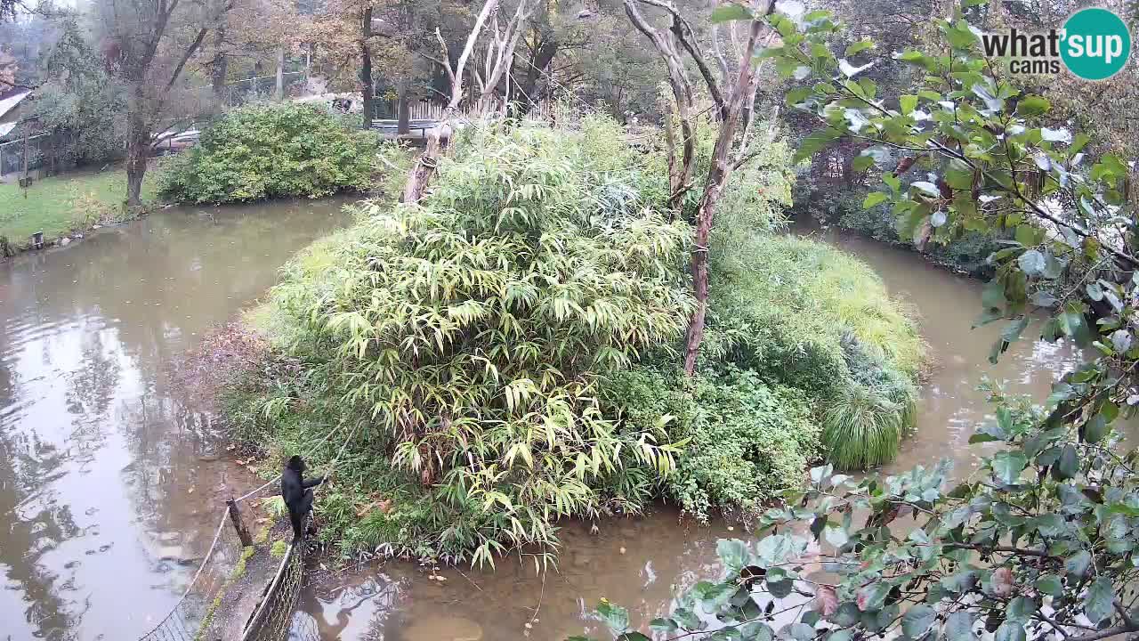 Gibbon à joues jaunes Zoo Ljubljana live cam