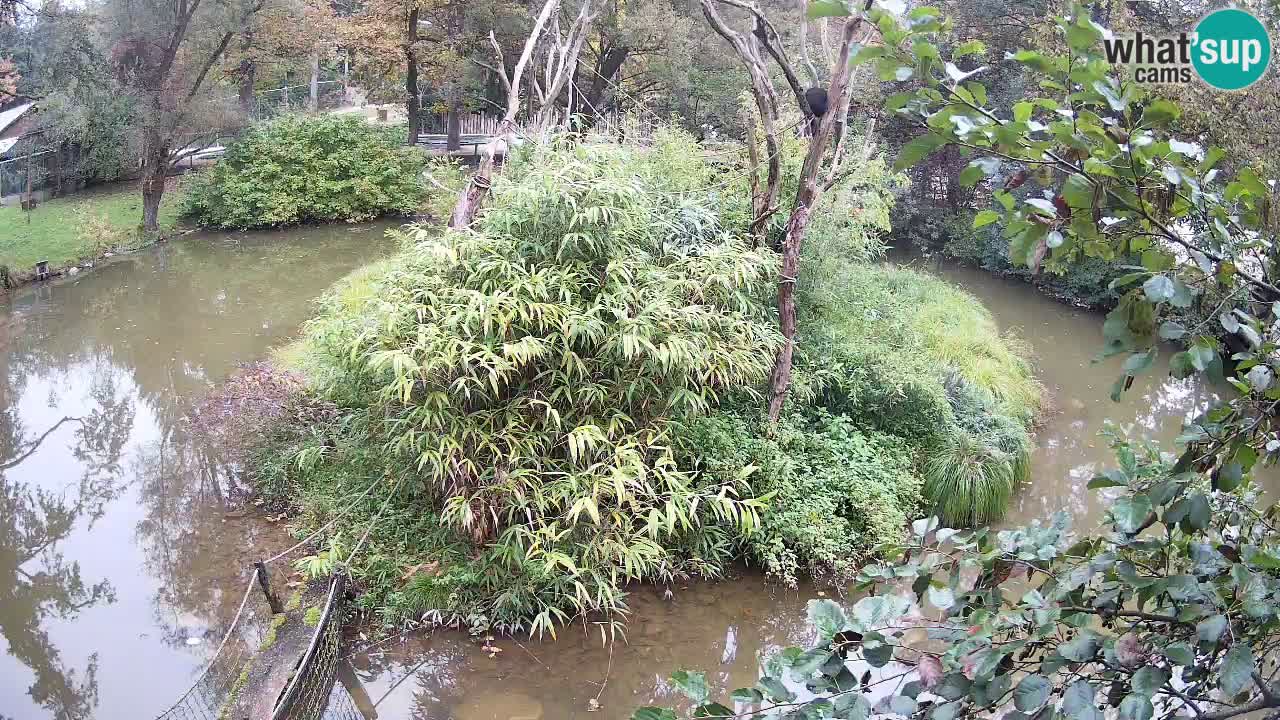 Gibbon à joues jaunes Zoo Ljubljana live cam