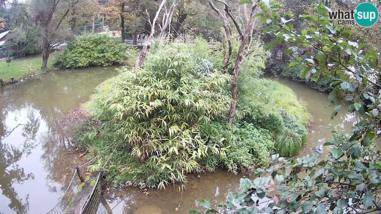 Südlicher Gelbwangen-Schopfgibbon Zoo Ljubljana webcam