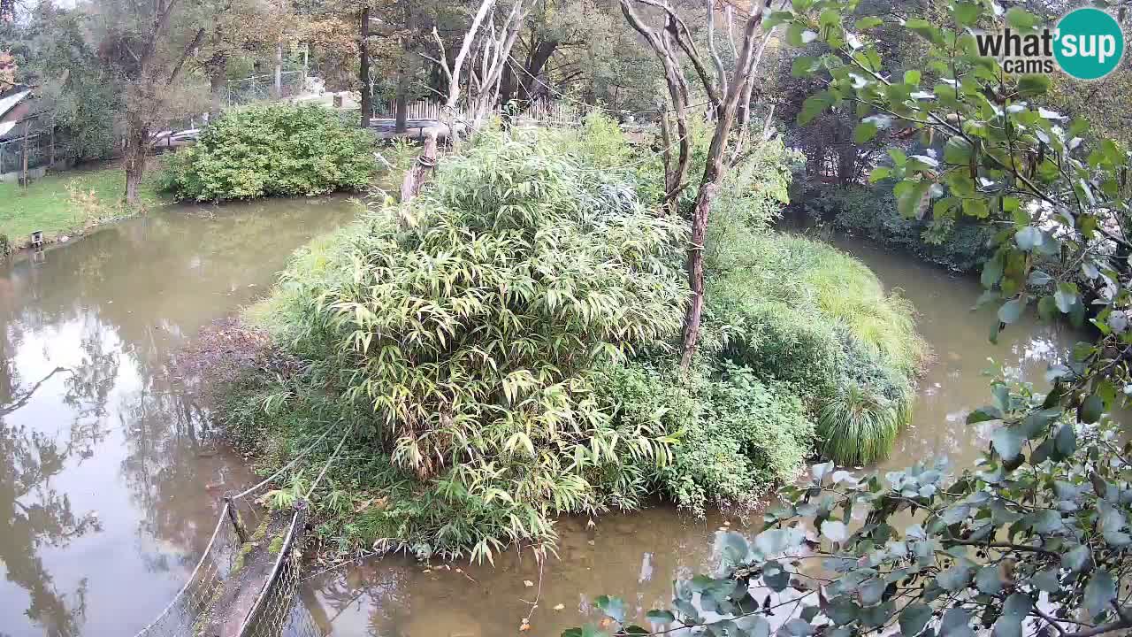 Gibbon à joues jaunes Zoo Ljubljana live cam
