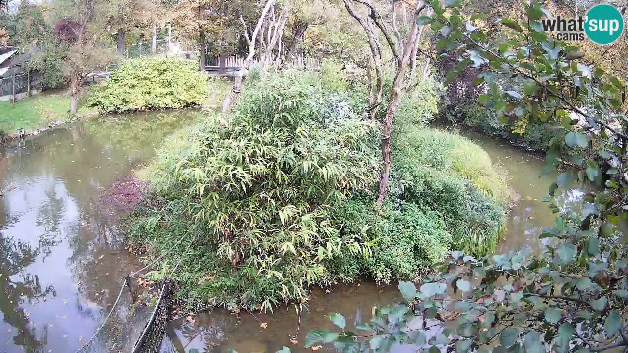 Gibon – Nomascus gabriellae – Zoo Ljubljana web kamera
