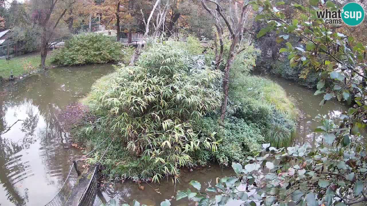 Gibon – Nomascus gabriellae – Zoo Ljubljana web kamera