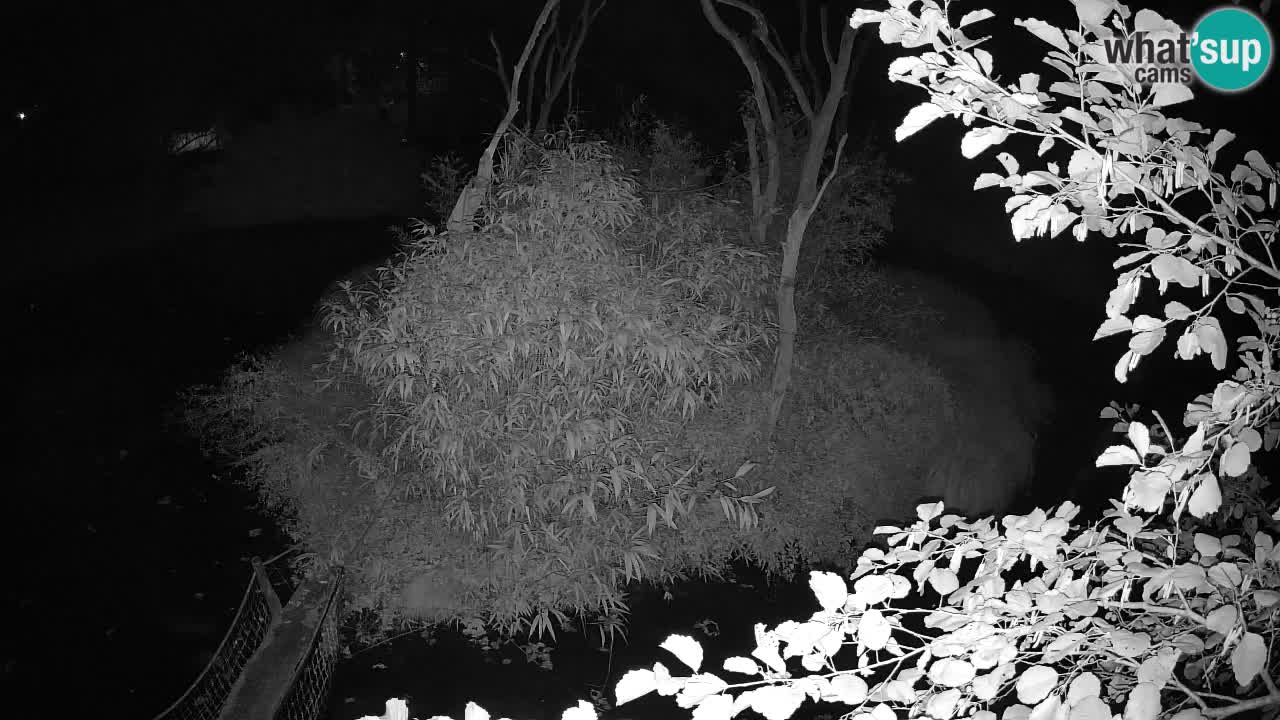 Gibbon à joues jaunes Zoo Ljubljana live cam