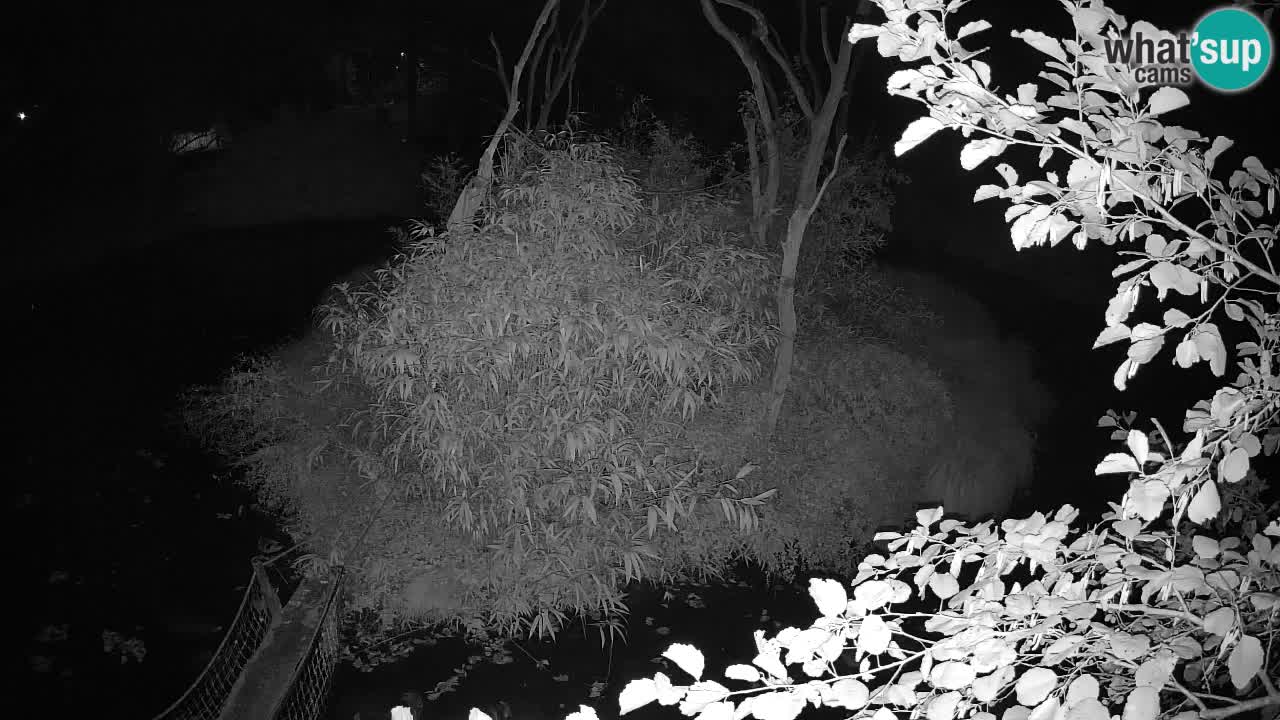 Gibbon à joues jaunes Zoo Ljubljana live cam