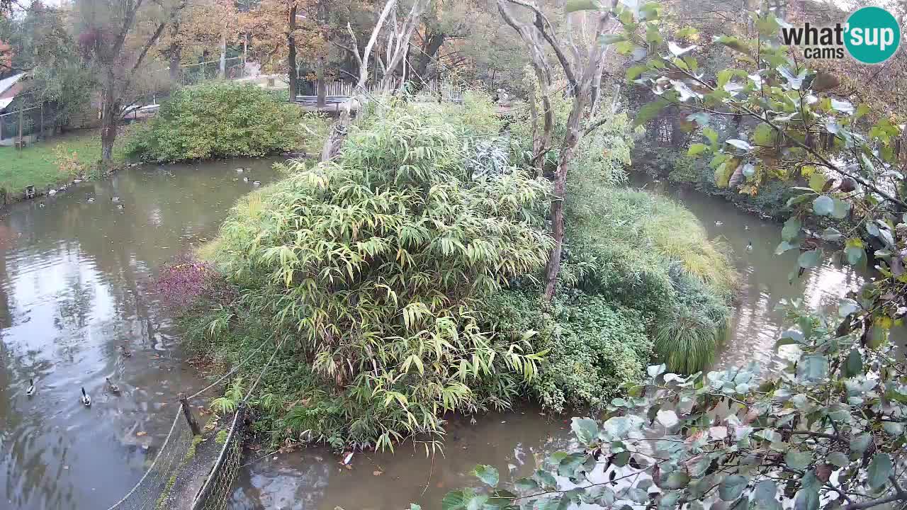 Südlicher Gelbwangen-Schopfgibbon Zoo Ljubljana webcam