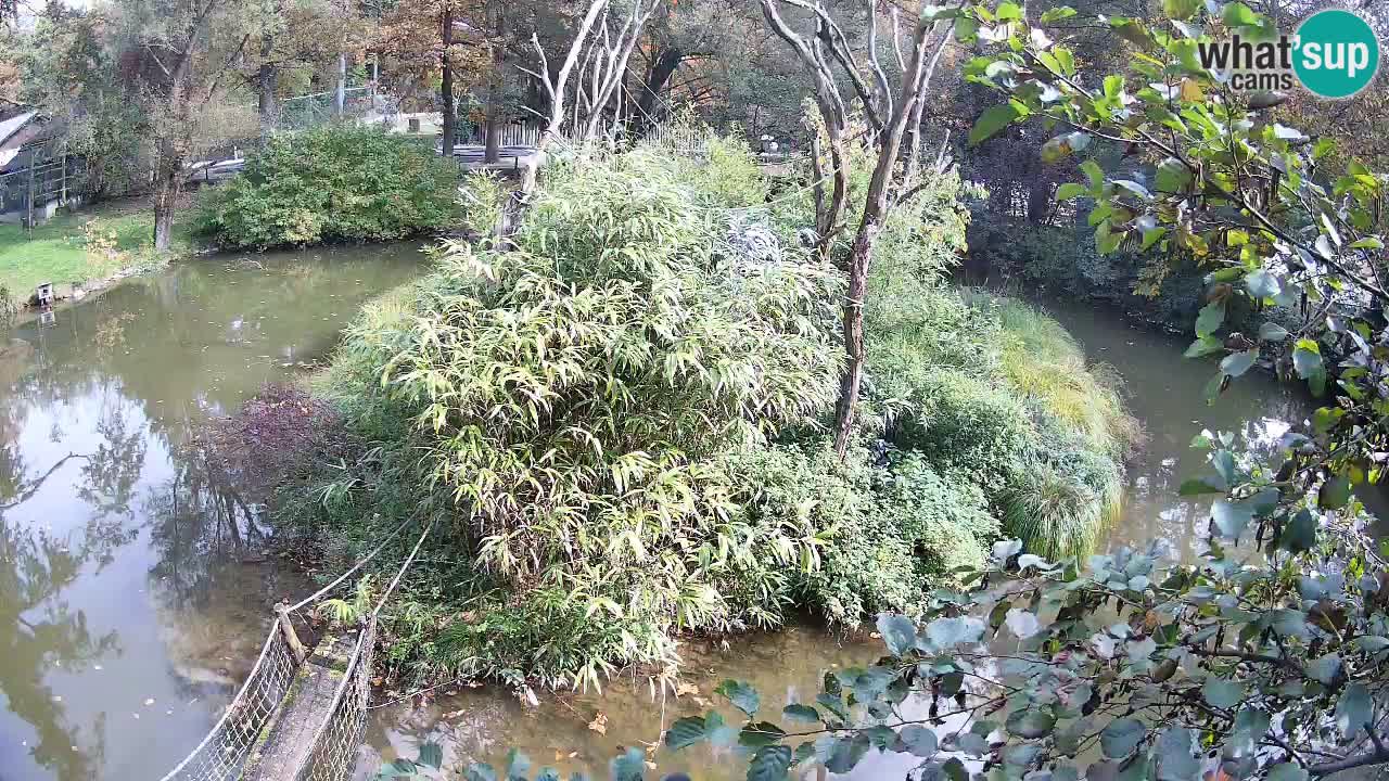 Südlicher Gelbwangen-Schopfgibbon Zoo Ljubljana webcam