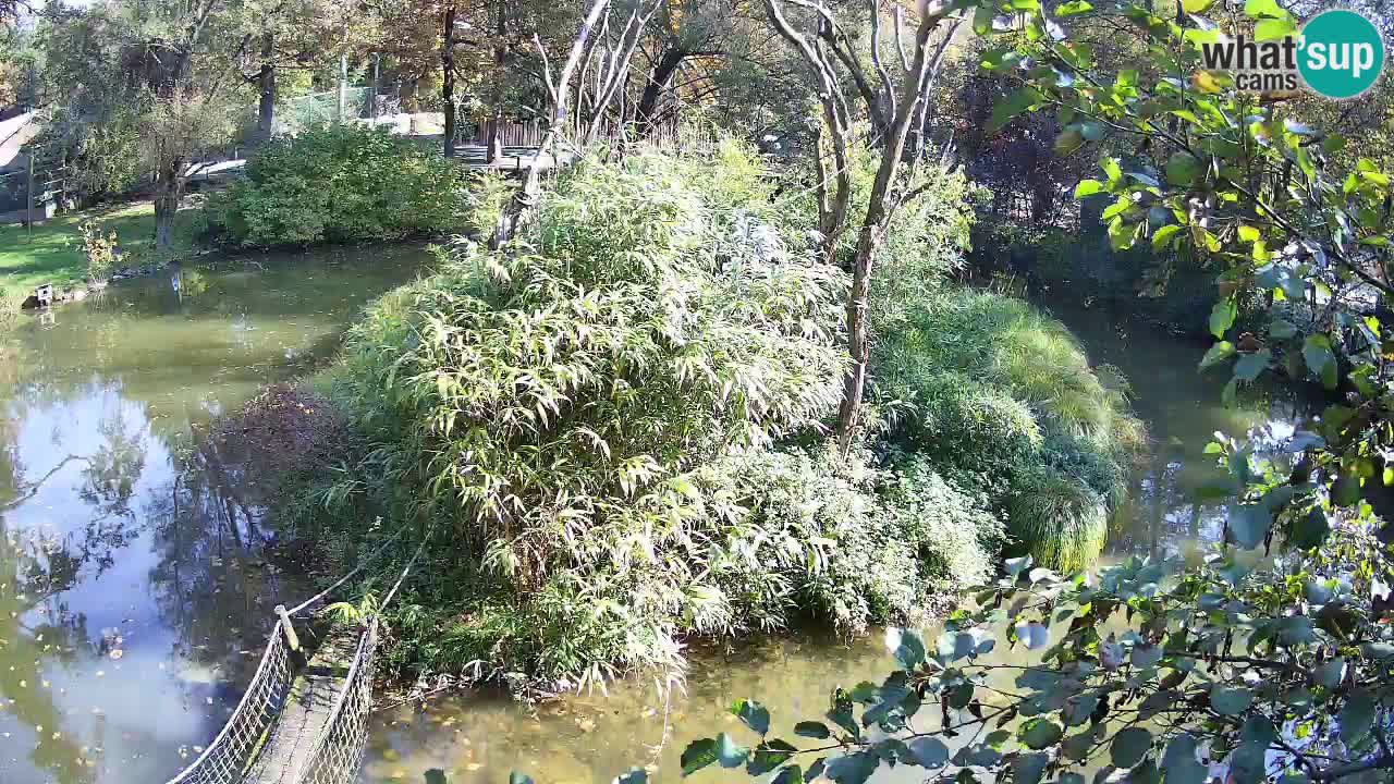 Zlatolični gibon živalski vrt Ljubljana