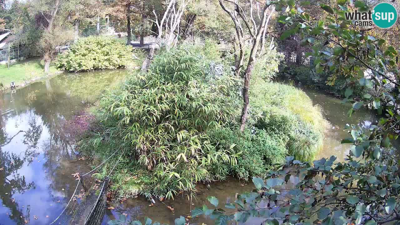 Südlicher Gelbwangen-Schopfgibbon Zoo Ljubljana webcam