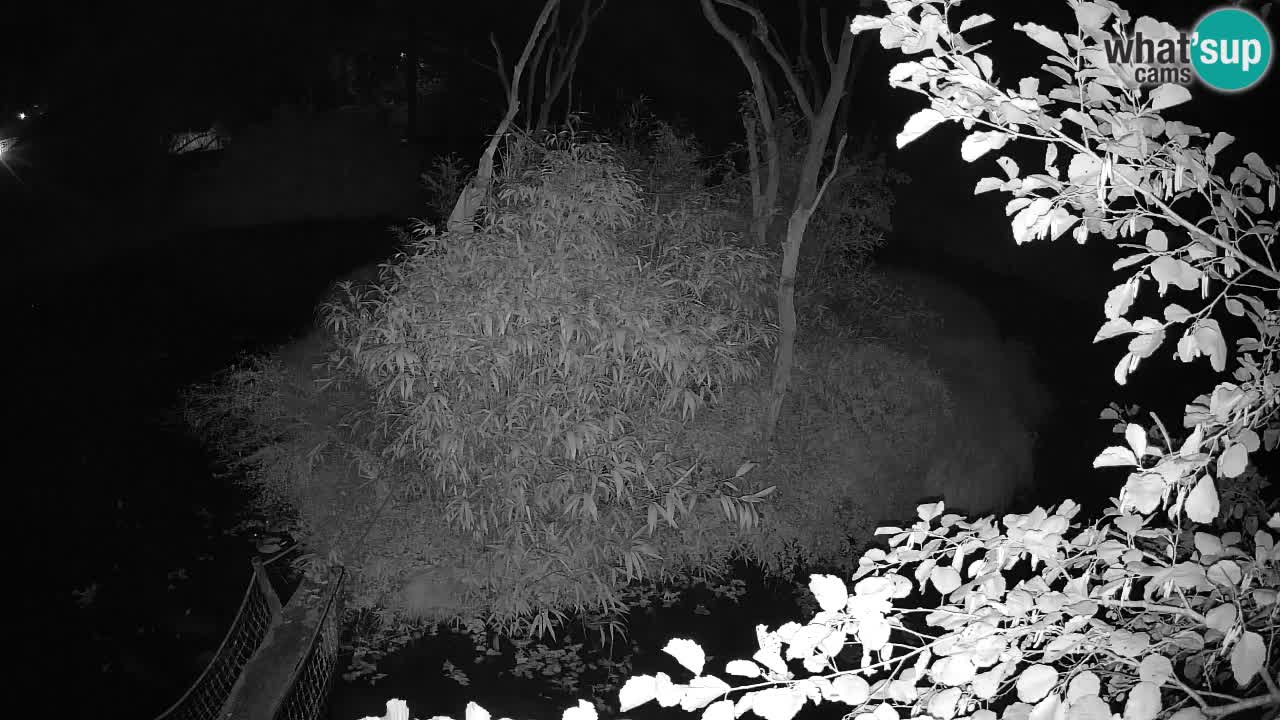 Gibon – Nomascus gabriellae – Zoo Ljubljana web kamera