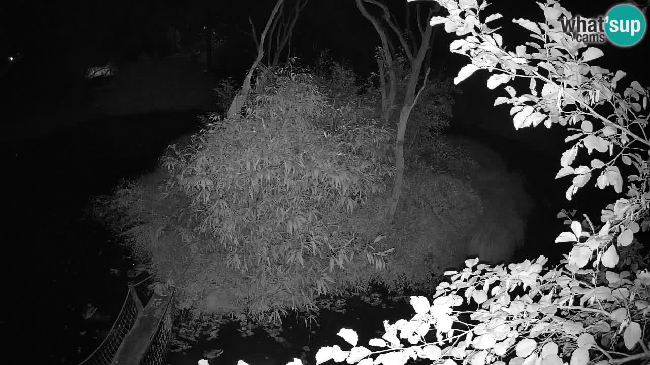 Yellow-cheeked gibbon Zoo Ljubljana livecam