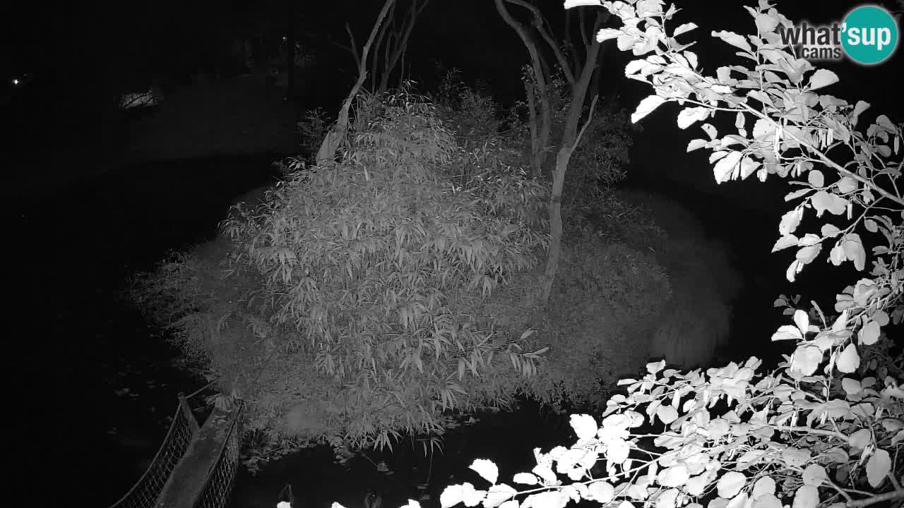 Südlicher Gelbwangen-Schopfgibbon Zoo Ljubljana webcam