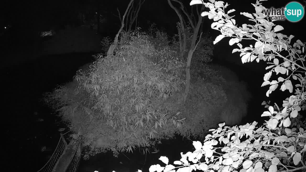 Yellow-cheeked gibbon Zoo Ljubljana livecam