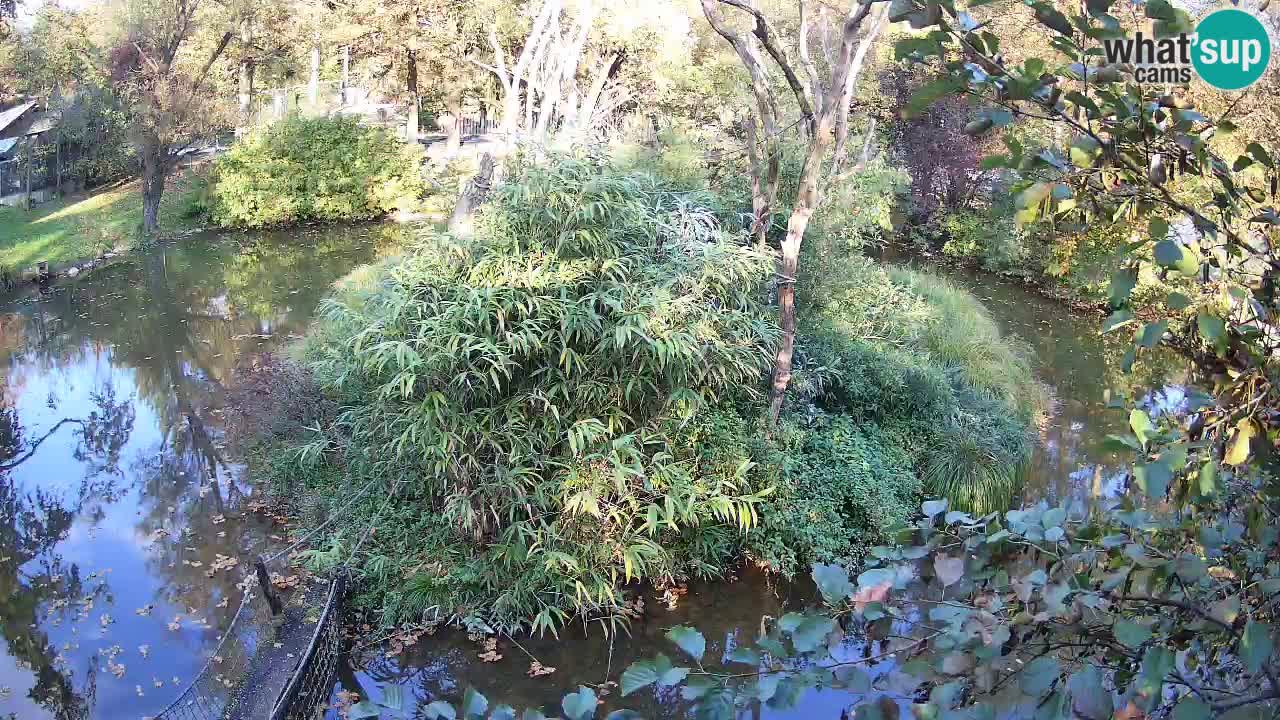 Yellow-cheeked gibbon Zoo Ljubljana livecam