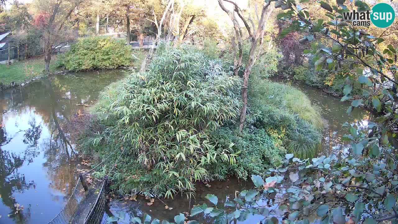 Gibon – Nomascus gabriellae – Zoo Ljubljana web kamera