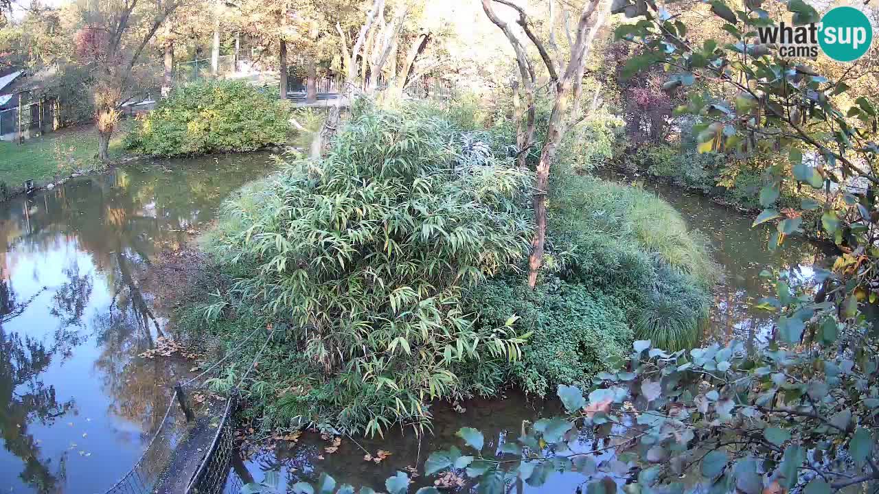 Gibon – Nomascus gabriellae – Zoo Ljubljana web kamera
