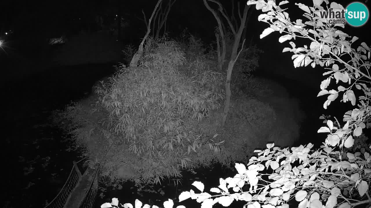 Südlicher Gelbwangen-Schopfgibbon Zoo Ljubljana webcam