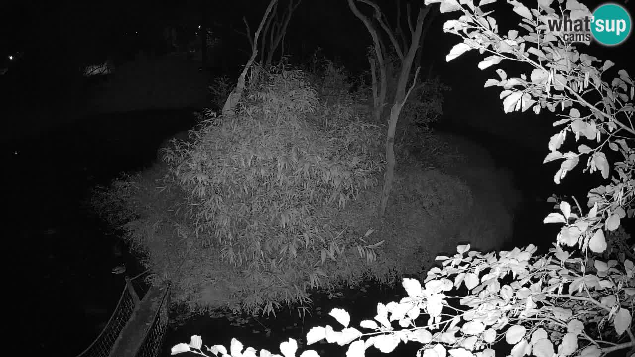 Yellow-cheeked gibbon Zoo Ljubljana livecam