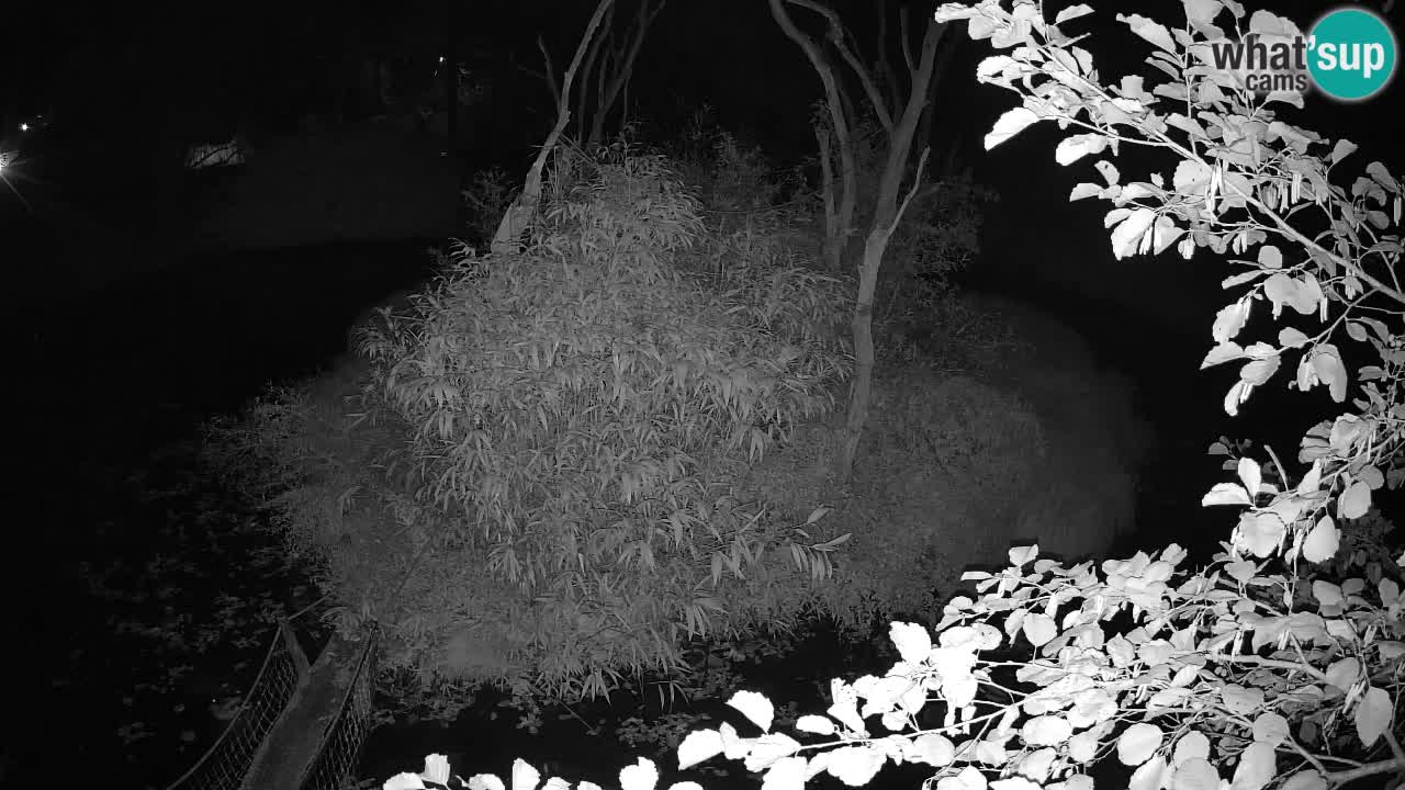 Südlicher Gelbwangen-Schopfgibbon Zoo Ljubljana webcam