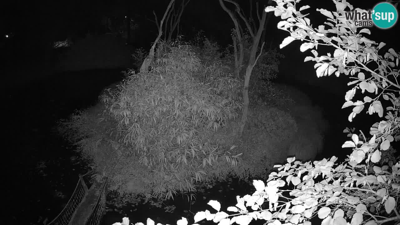 Gibbon à joues jaunes Zoo Ljubljana live cam
