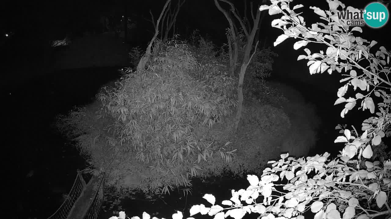 Yellow-cheeked gibbon Zoo Ljubljana livecam