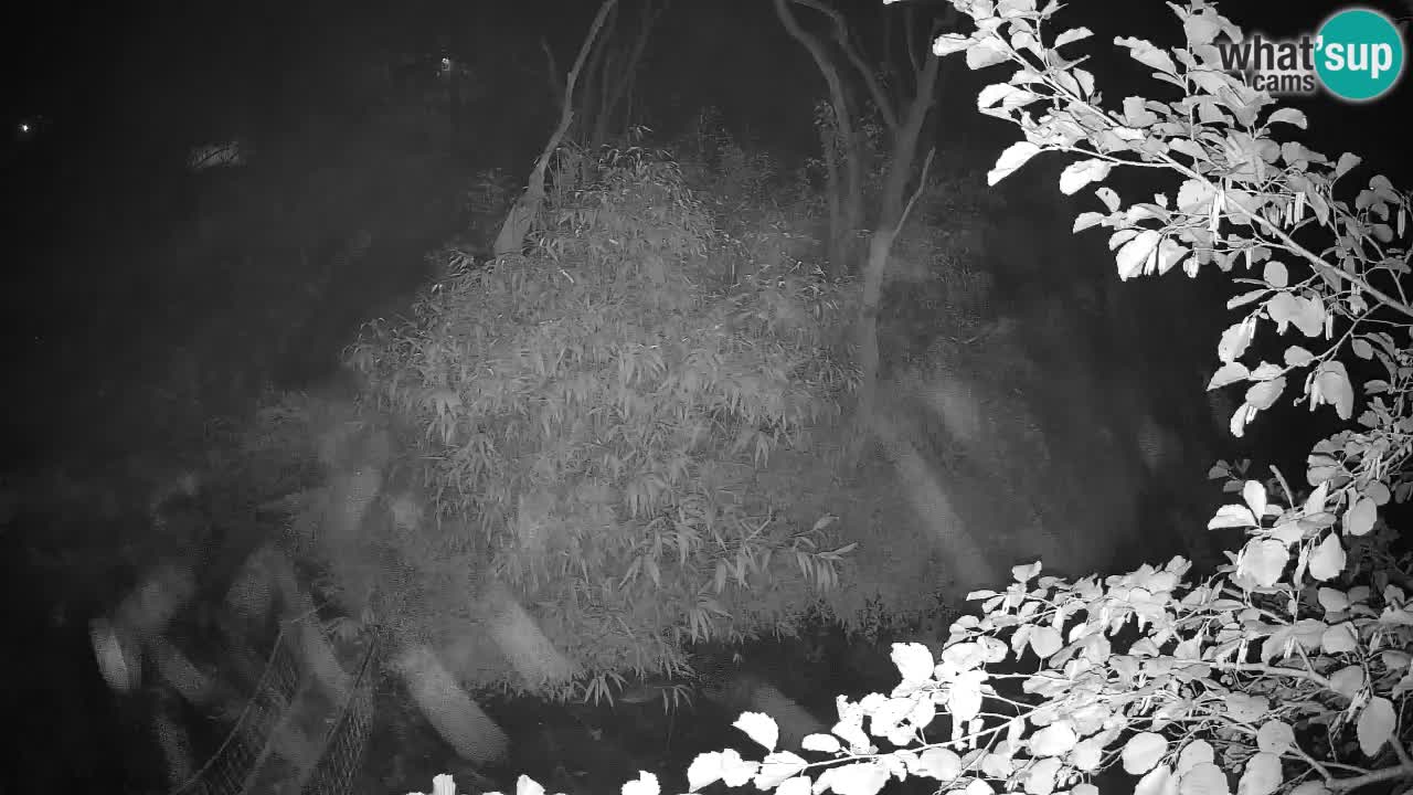 Gibbone dalle guance rosa nello ZOO di Ljubljana