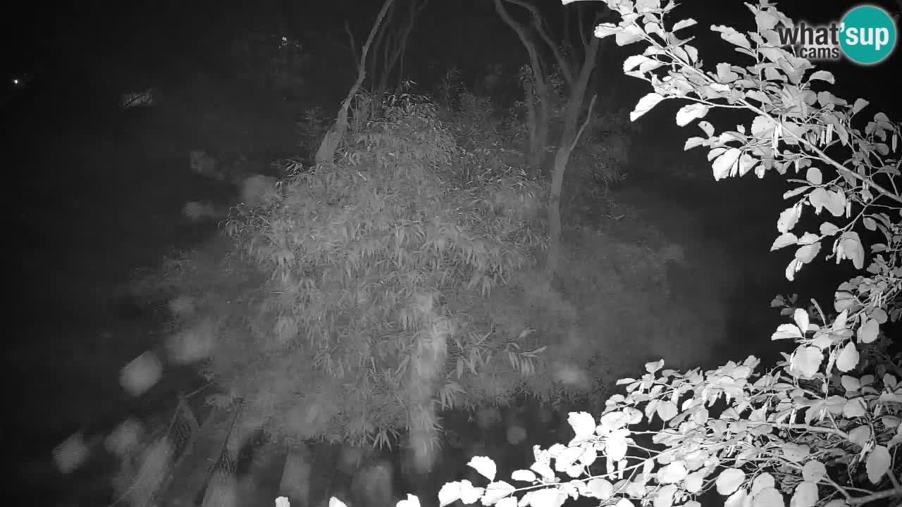 Yellow-cheeked gibbon Zoo Ljubljana livecam