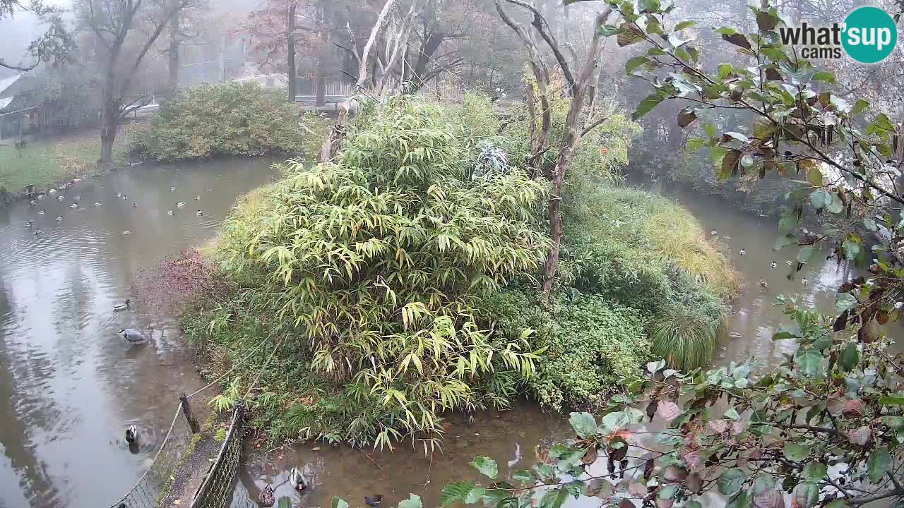 Gibon – Nomascus gabriellae – Zoo Ljubljana web kamera