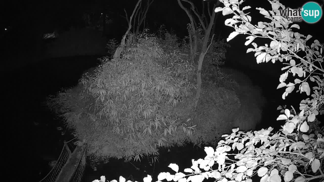 Yellow-cheeked gibbon Zoo Ljubljana livecam